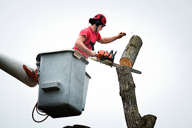 Best Tree Maintenance Programs  in Footville, WI