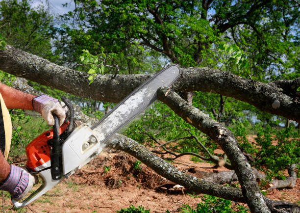 Best Stump Grinding and Removal  in Footville, WI