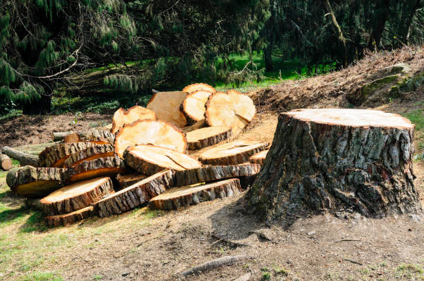 Best Firewood Processing and Delivery  in Footville, WI